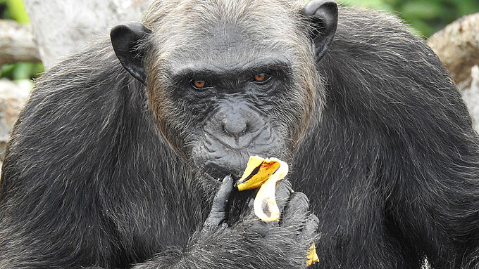 Grâce à vos dons, une vingtaine de chimpanzés pourront être nourris en 2018