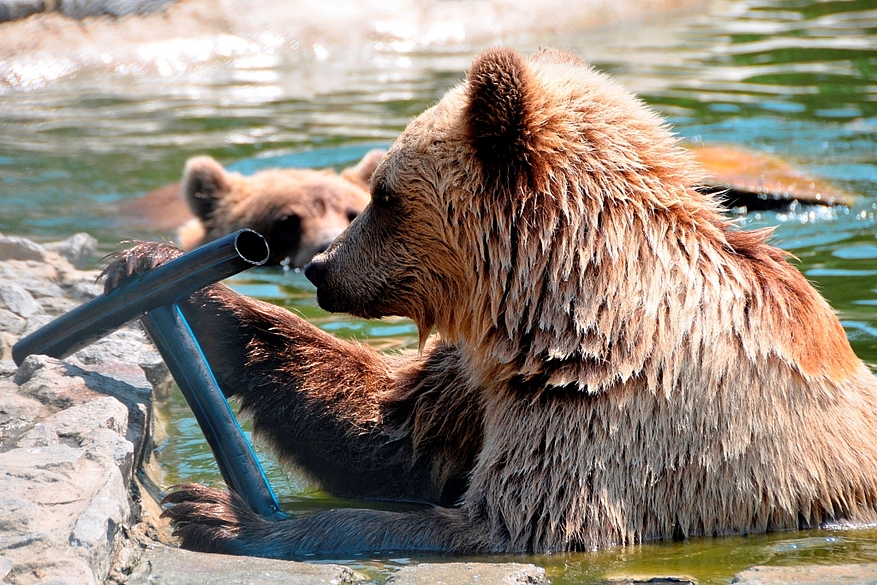 Des objets sont disséminés pour stimuler la curiosité des ours. Photo : © Vier Pfoten