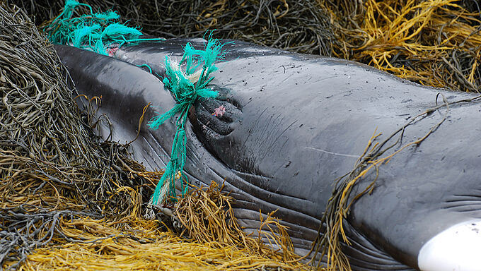 Les filets de pêche abandonnés en mer se transforment en pièges mortels. Aidez-nous à signaler les déchets marins grâce à une appli !