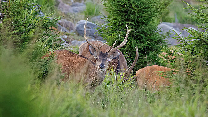 Carnage en Haute-Loire : les 4 braconniers tiraient de nuit sur les cerfs avec leurs carabines-laser