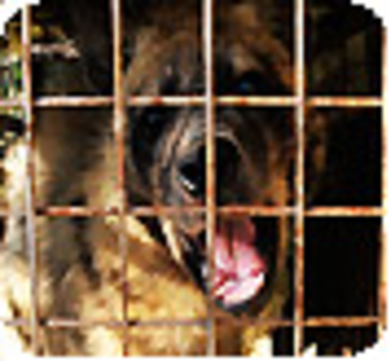 La Fondation participe au rapatriement de deux hyènes du Liban