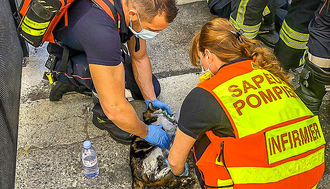 Des animaux intoxiqués dans un incendie, réanimés par les pompiers. Vie humaine ou animale, ils nous portent secours