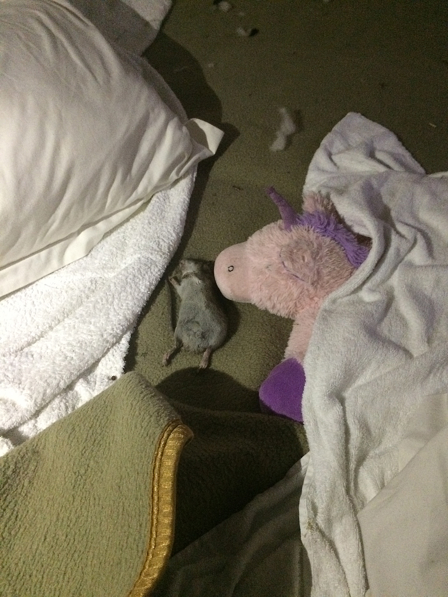 Un rat mort se décompose sur le lit...  ©Fondation 30 Millions d'Amis