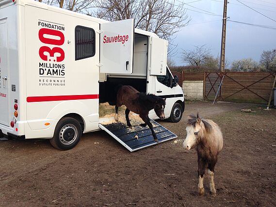 Neuf poneys pris en charge par la Fondation