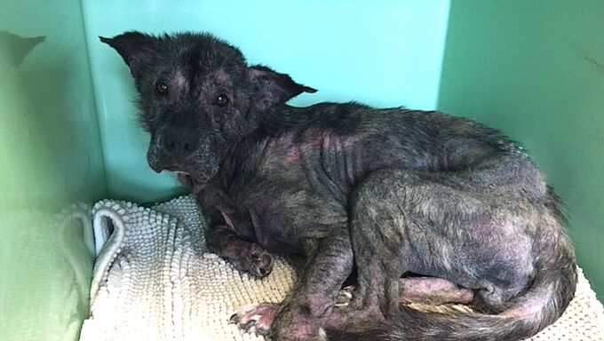 Une chienne malade et handicapée, abandonnée dans un ruisseau... La Fondation 30 Millions d'Amis porte plainte