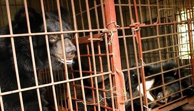 Vietnam : saisie record de 350 bouteilles de bile d'ours