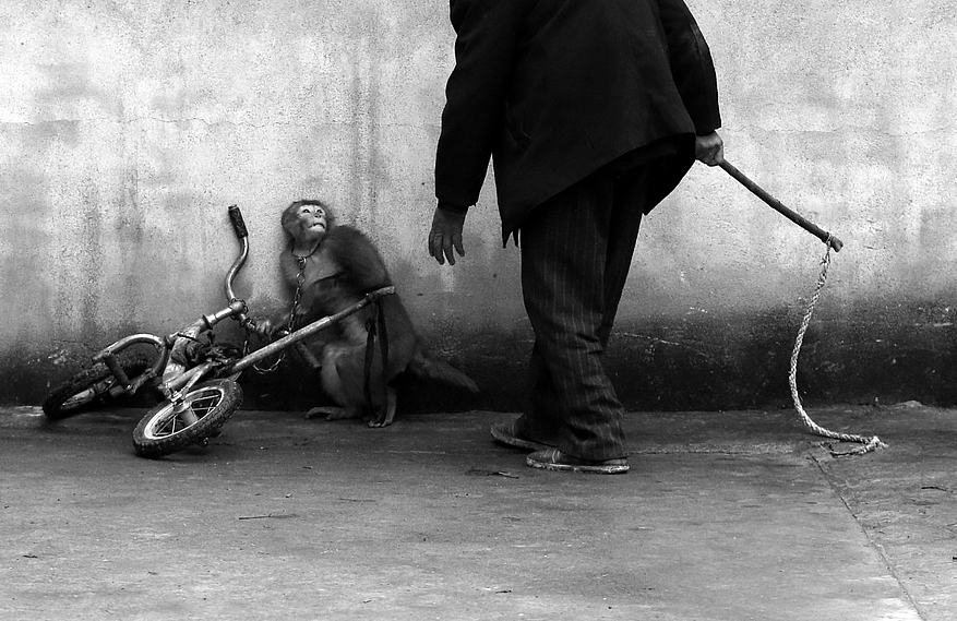 1er prix Nature Un dresseur tente de mettre la main sur son singe domestique à Suzhou (Chine). Avec plus de 300 troupes, cette ville est connue pour être le berceau du cirque chinois. Photographe : Yongzhi Chu