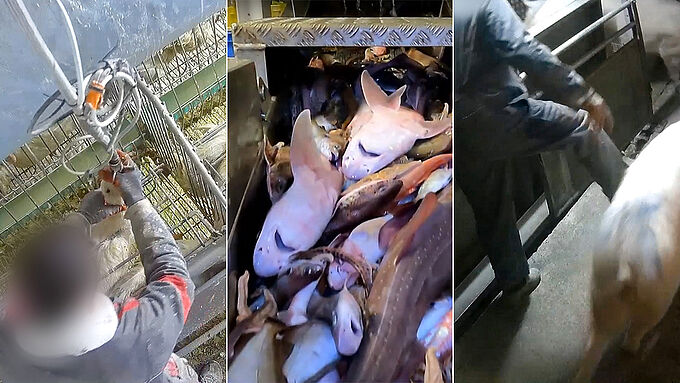 Salon de l’agriculture : l’élevage intensif et la pêche industrielle pointés du doigt