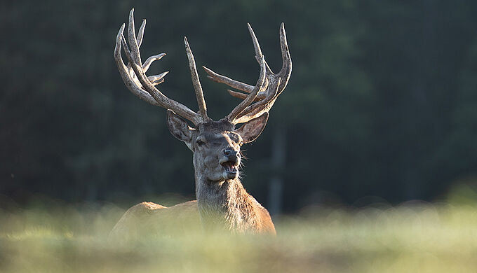 Chasse à courre : un cerf agonise dans d’atroces souffrances