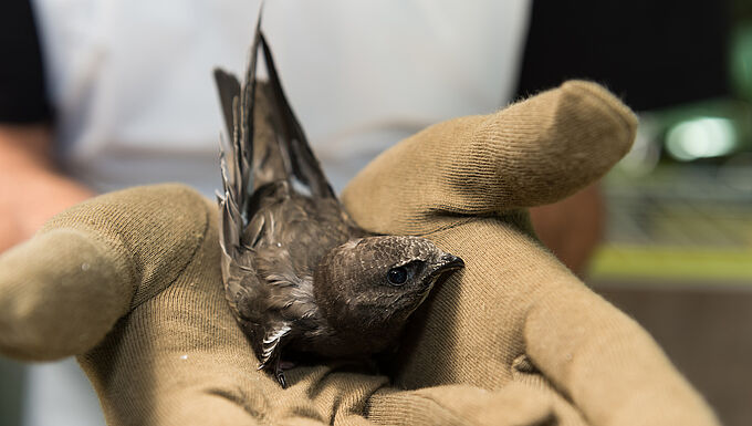 Les centres de soins sur le front pour sauver les animaux victimes de la sécheresse