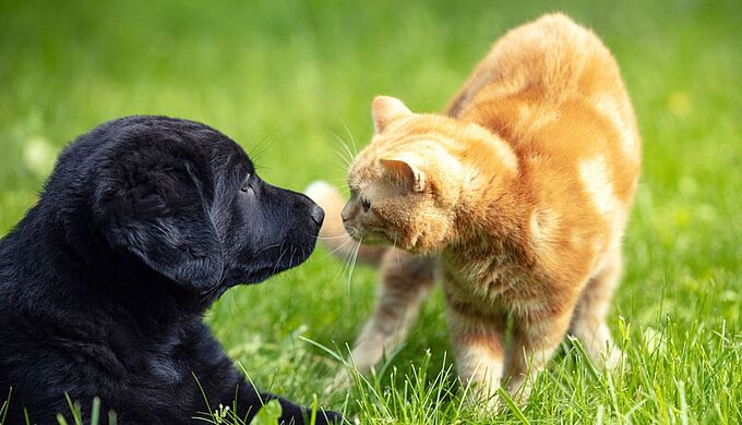 Chien et chat : comment les faire cohabiter ?