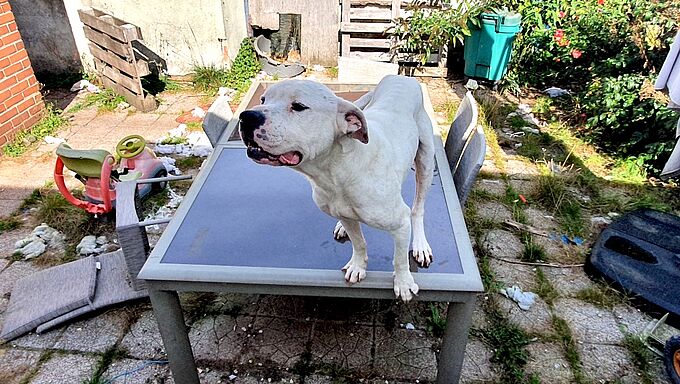 Ce Dogue argentin vivait dans une cour au milieu des détritus. 30 Millions d'Amis lui a porté secours