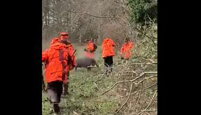 Seul l’Office Français de la Biodiversité peut encore rendre justice au sanglier Hercule, froidement abattu par un chasseur