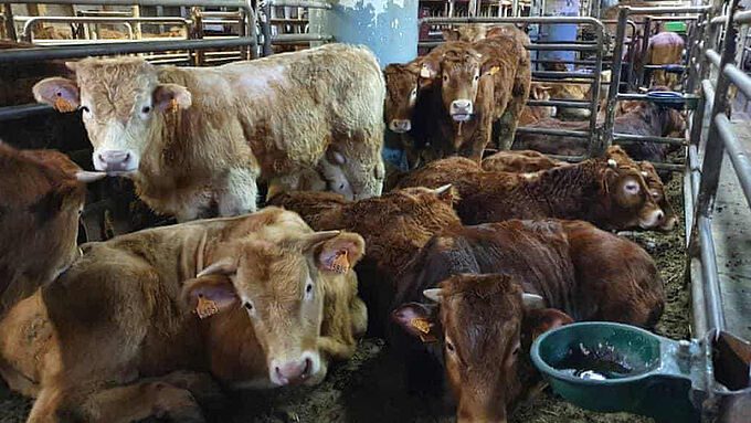 Plusieurs centaines de veaux abattus après 2 mois d'errance en mer. Interdisons l'exportation d'animaux vivants !