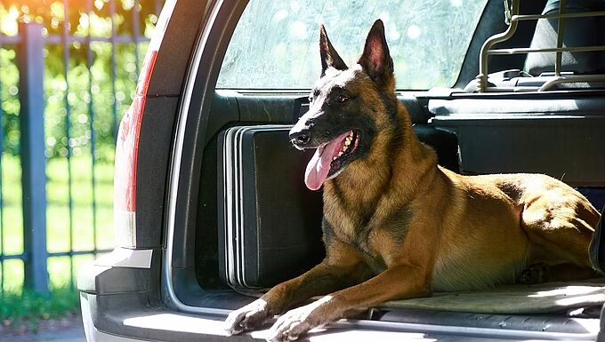 Encore un chien mort de chaud dans un véhicule en plein soleil