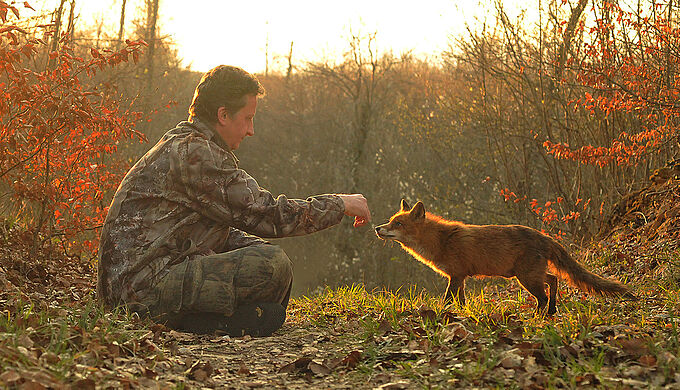La relation entre cette renarde et un photographe animalier est EXTRAORDINAIRE