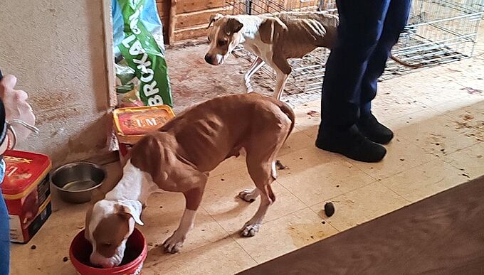 « Un cauchemar » : 3 chiens squelettiques secourus par la Fondation 30 Millions d’Amis