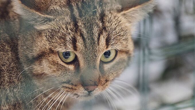 Découverte en Corse d’une nouvelle espèce de chat sauvage, « u ghjattu volpe »