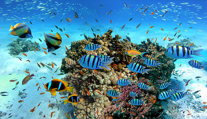 L’UE va consacrer en 2023 plus de 800 millions d'euros à la protection des océans