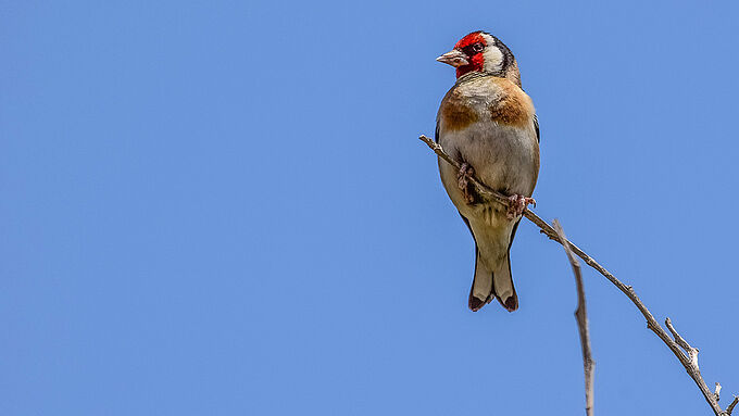 L’alarmante disparition des oiseaux dans le monde à cause de l’Homme