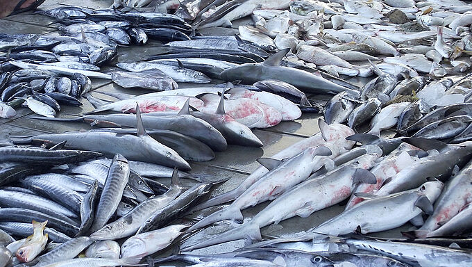 Des requins et des raies menacés d'extinction dans les filets des navires français ?