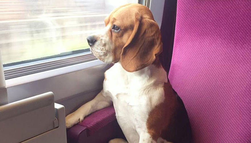 MJ dans le train vers Paris. © MJ The Beagle