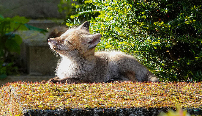 Des renards bien vivants au cimetière du Père Lachaise