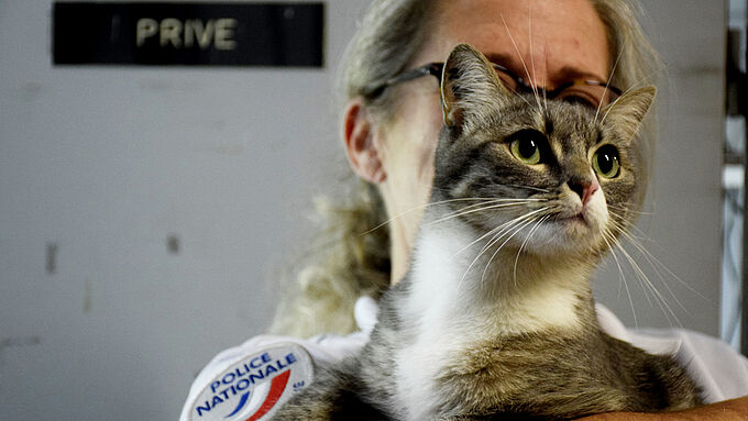 Ce chaton abandonné est devenu la mascotte du commissariat de Vaulx-en-Velin