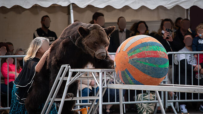 Mort de l’ours Micha : 19 ONG interpellent la ministre Elisabeth Borne