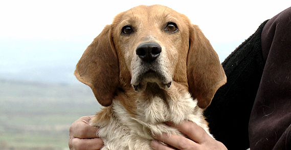 Un beagle survit à de graves blessures, la Fondation partie civile
