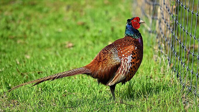Polémique autour du « repeuplement » des faisans en Île-de-France
