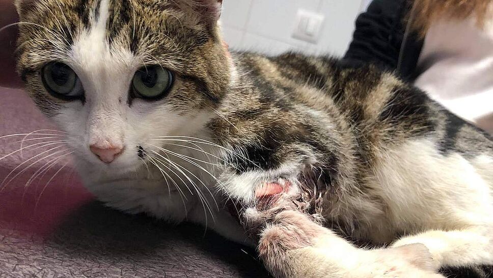 Isère. Un chat trouvé avec une patte prise dans un piège interdit