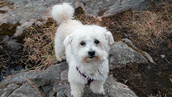 Un chien retrouvé mort noyé, attaché à un parpaing