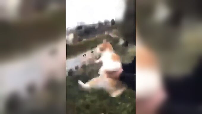 Un ado balance un chat d’un promontoire : 30 Millions d’Amis porte plainte