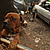 Un chien prénommé Rockey attend devant sa maison. © GETTY IMAGES/ JUSTIN SULLIVAN 