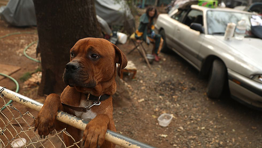 Un chien prénommé Rockey attend devant sa maison. © GETTY IMAGES/ JUSTIN SULLIVAN 