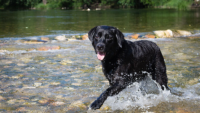 Attention danger : les cyanobactéries peuvent empoisonner votre chien lors d’une baignade