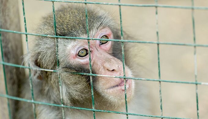 Les États-Unis veulent limiter l'utilisation de singes pour la recherche