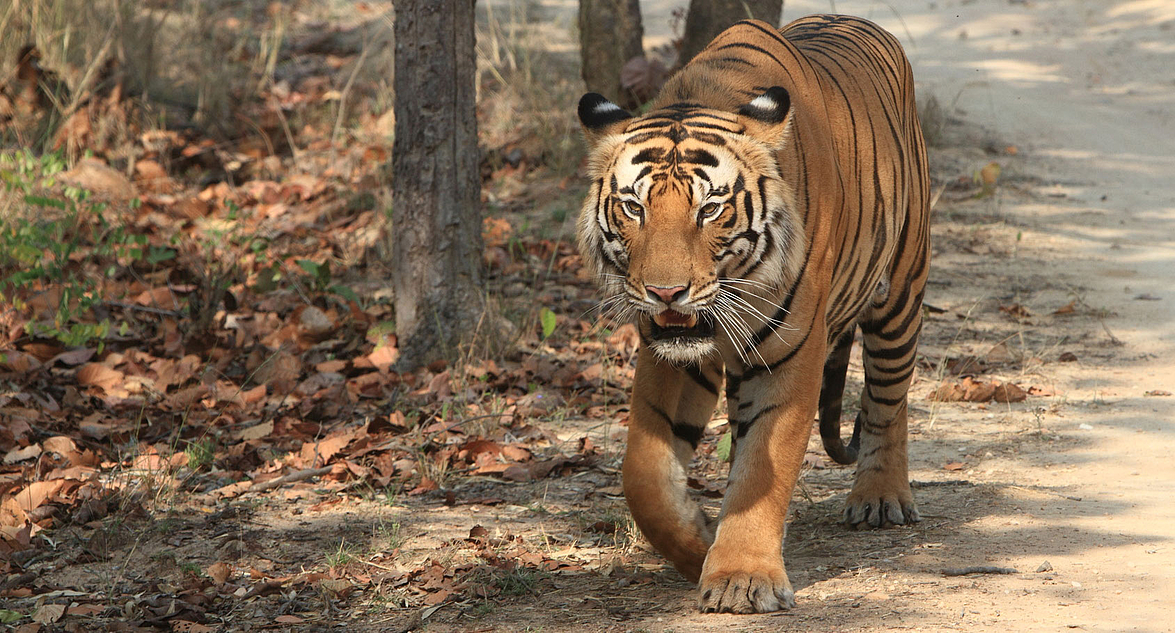 Le tigre du Bengale, en liberté ?