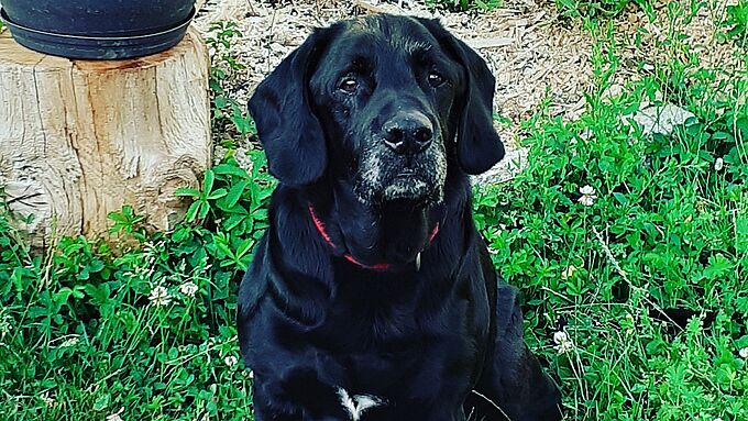 Opération Doyens : une nouvelle vie pour le joli Djumper