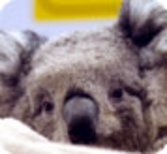 petit koala sauvé des incendies australiens