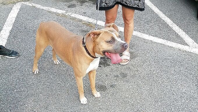 7 chiens sauvés de l’abandon en moins d’une semaine !