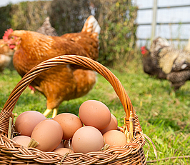 Pâques : des œufs bien choisis !