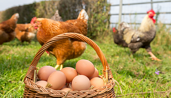 Pâques : des œufs bien choisis !