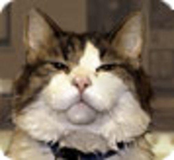 Oscar, le chat passeur d'âme, au chevet des patients d'un hôpital gériatrique