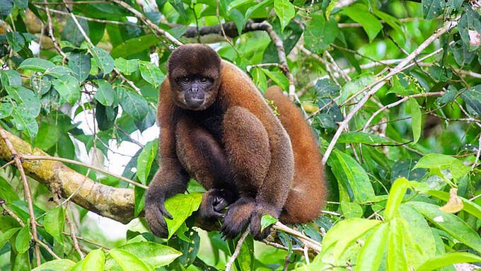Inédit : l’Equateur reconnaît des droits aux animaux sauvages !