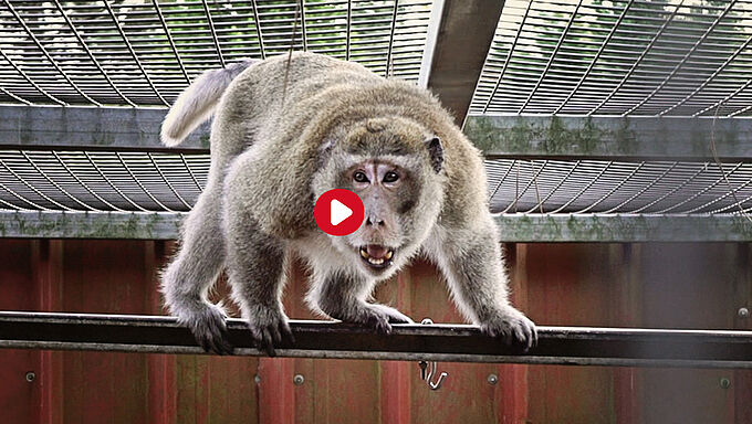 Les 2 macaques sauvés de l’euthanasie finiront leurs jours en paix !