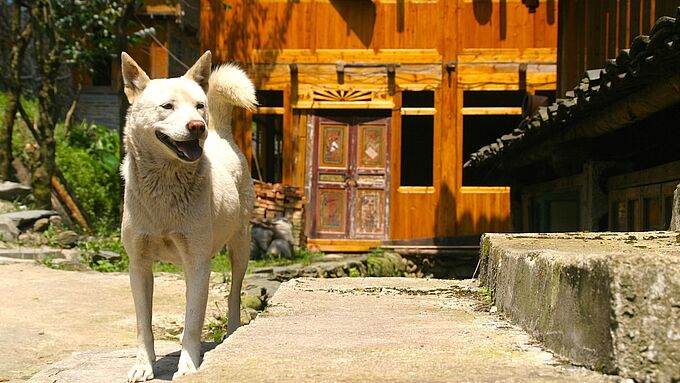 Chine : derrière l’horreur du festival de Yulin, un léger mieux pour les animaux
