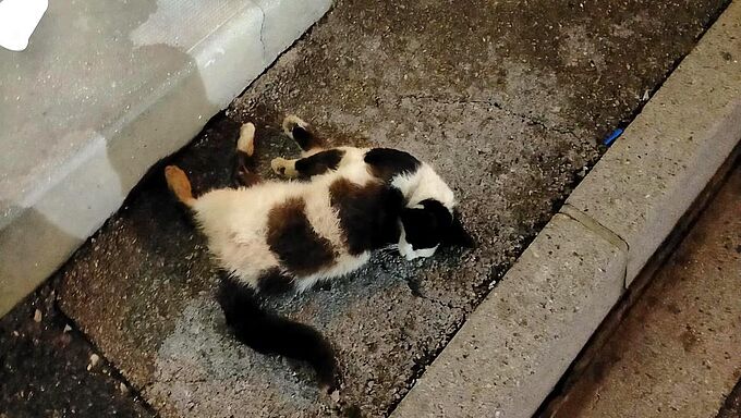 Un individu tue une chatte en la projetant contre un mur !