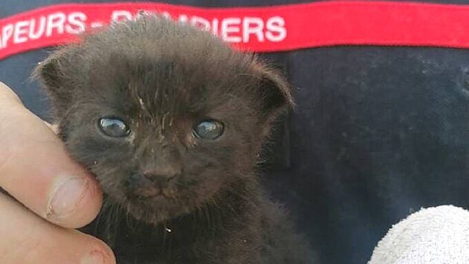 Sauvetage de 4 chatons abandonnés… dans une conduite d’eau !